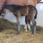 "Teddy" - out of Im Money Too (Owned by Seaside Farm)